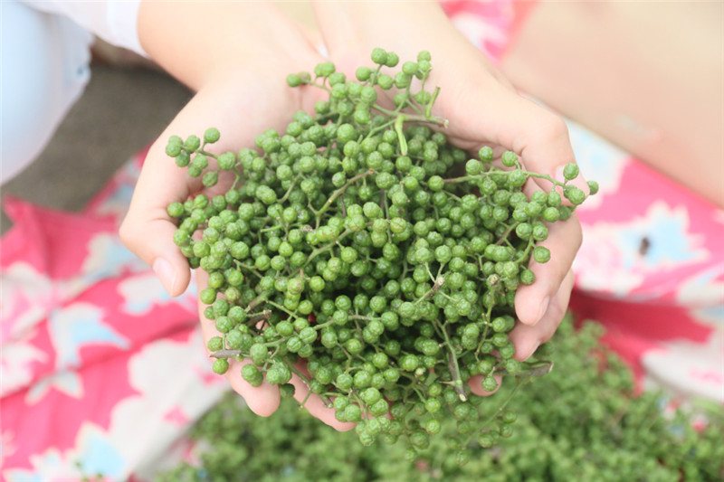权威发布|四川省人民政府办公厅 关于推进花椒产业持续健康发展的意见